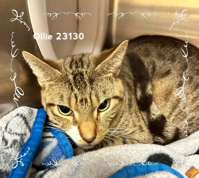 A young medium-sized male Domestic Medium Hair cat named Ollie for adoption in Marietta, GA