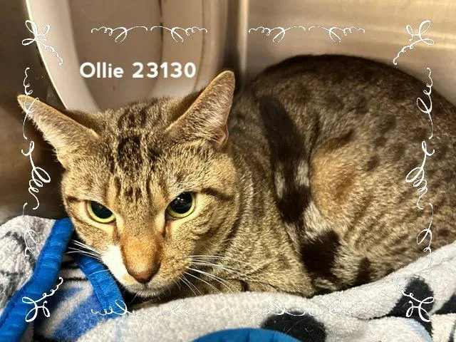 Ollie thumbnail 2