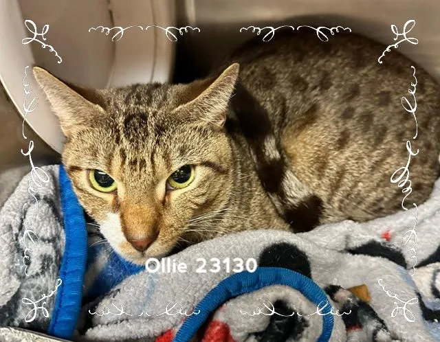 Ollie thumbnail 5