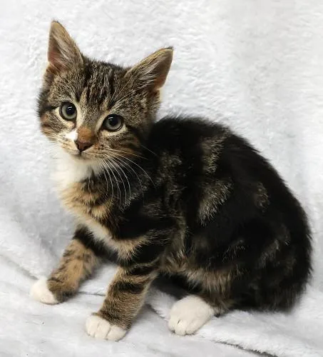 A young medium-sized male Domestic Short Hair cat named Cysco for adoption in Thief River Falls, MN