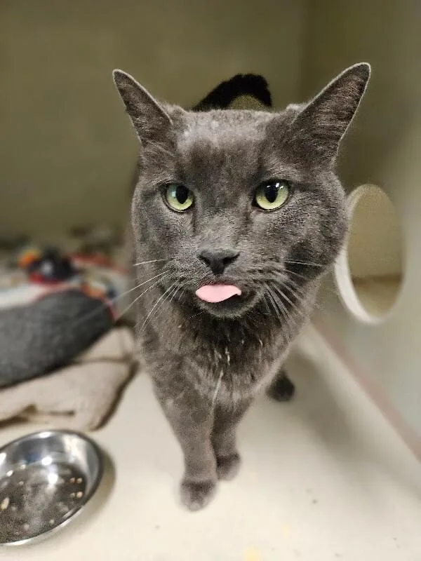 An adult medium-sized male Gray / Blue / Silver Domestic Short Hair cat named Grey Poupon for adoption in Fort Collins, CO