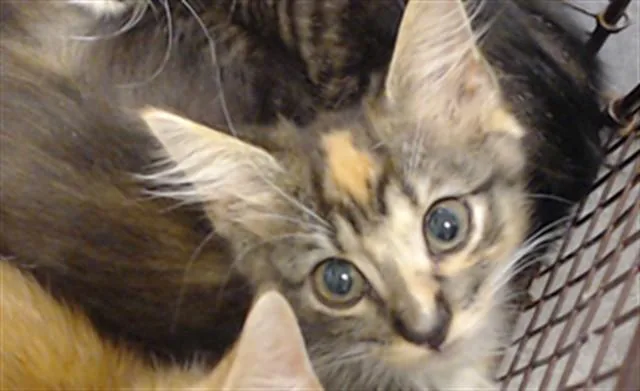A baby small-sized female Domestic Short Hair cat named Cali for adoption in Miami, FL
