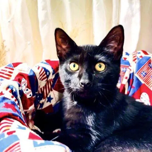 A baby small-sized male Black Domestic Short Hair cat named Zephyr for adoption in Tampa, FL
