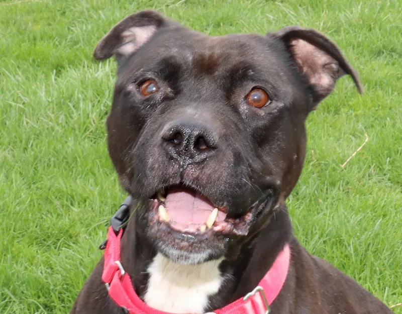 An adult medium-sized male Black Pit Bull Terrier dog named Jet for adoption in Euclid, OH