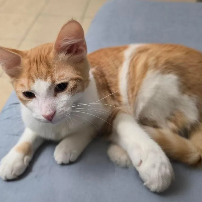 A baby small-sized male American Shorthair cat named Blake for adoption in Houston, TX
