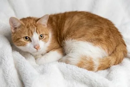 An adult large-sized male Orange / Red Domestic Short Hair cat named Augustus for adoption in Bedford, IN