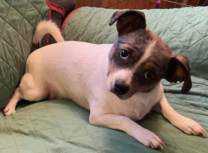 An adult small-sized female Chihuahua dog named Cora for adoption in Anchorage, AK