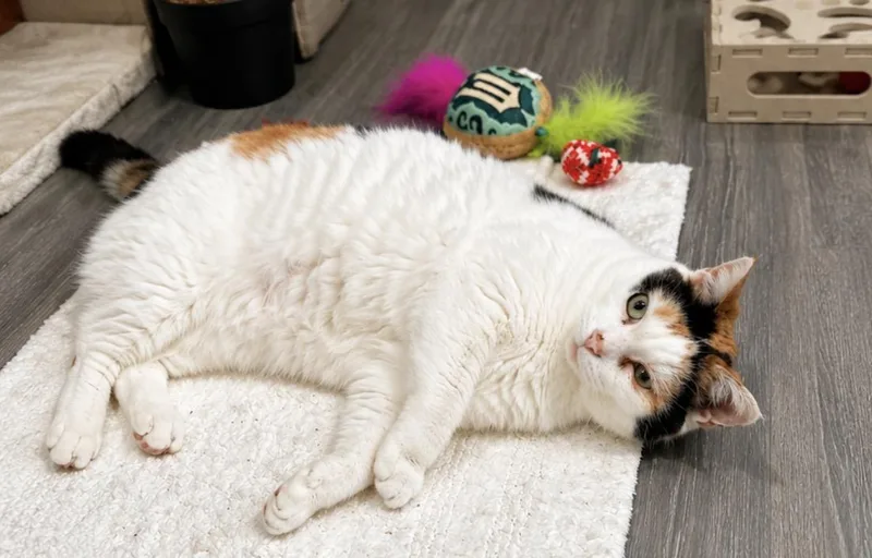 An adult medium-sized female Calico Domestic Short Hair cat named Clary for adoption in Youngstown, OH