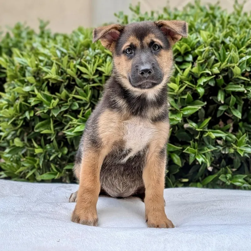 A baby small-sized female German Shepherd Dog dog named Heidi for adoption in Tyrone, GA