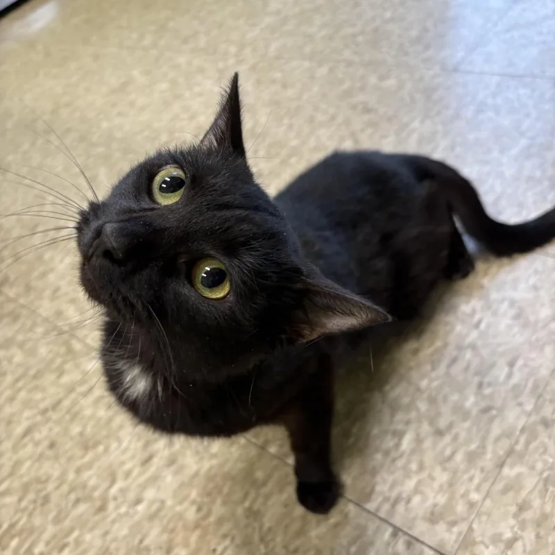 Coraline thumbnail 2