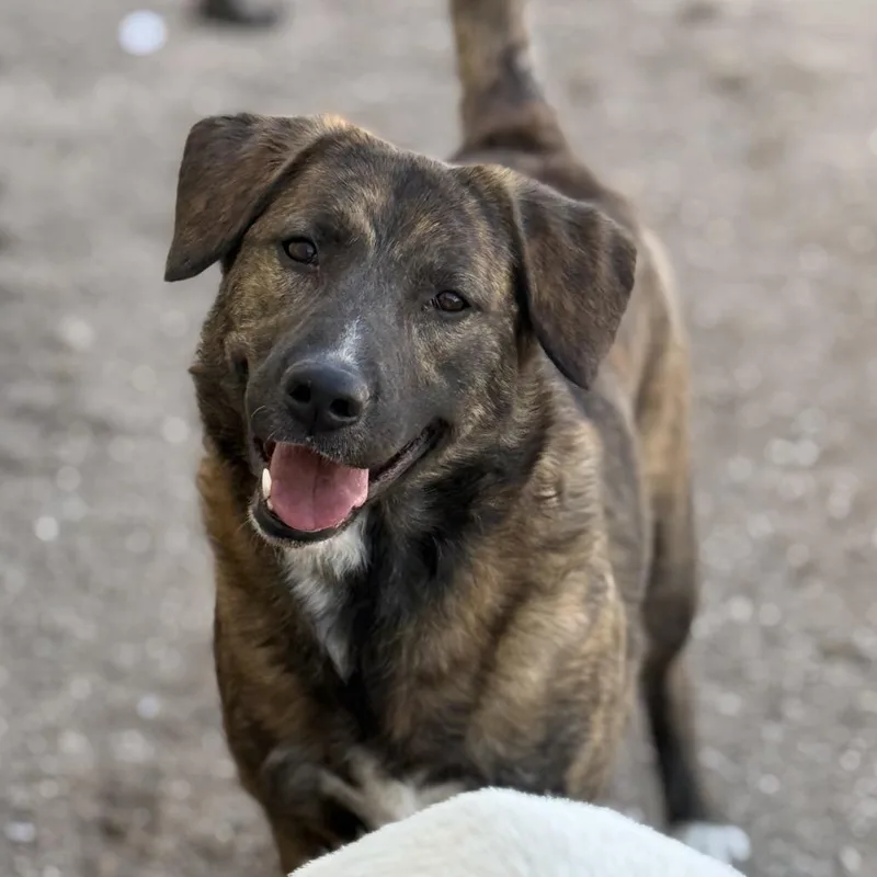 An adult large-sized female Brindle Dutch Shepherd dog named Honey for adoption in Odessa, TX