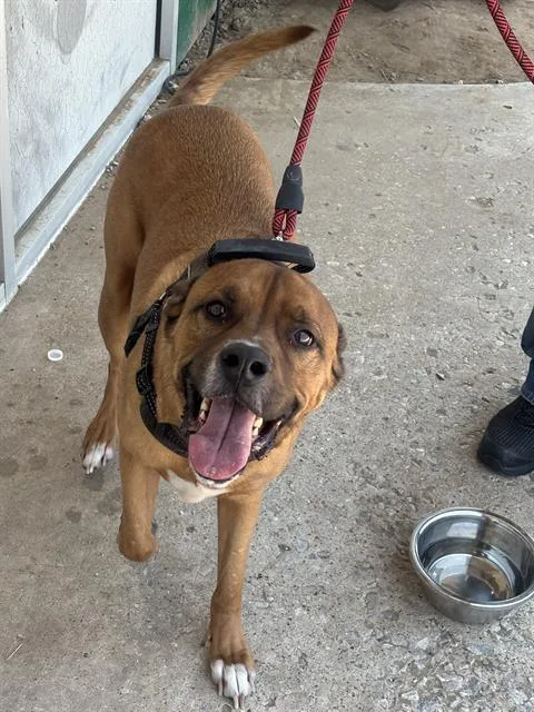 An adult large-sized male Mixed Breed dog named Cosmos for adoption in Dallas, TX