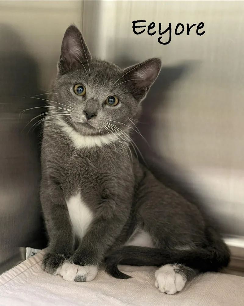 A baby medium-sized male Gray & White Domestic Short Hair cat named Eeyore for adoption in Pawleys Island, SC