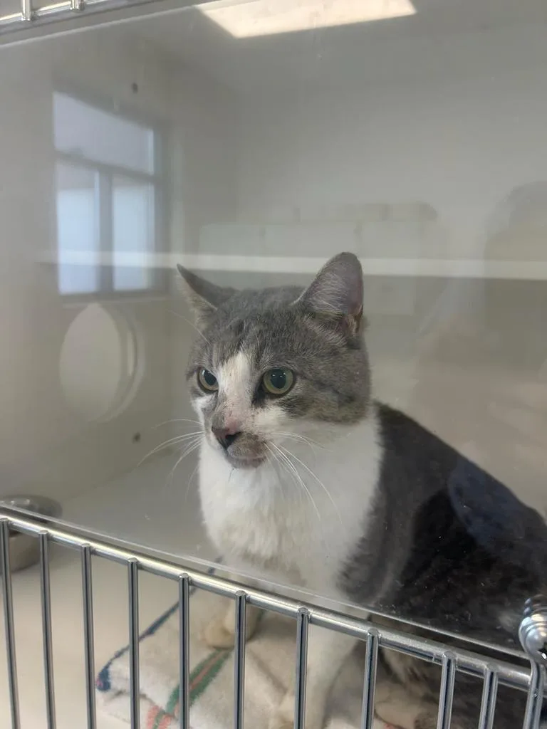 A young large-sized male Domestic Short Hair cat named Tahoe for adoption in Greenfield, IN