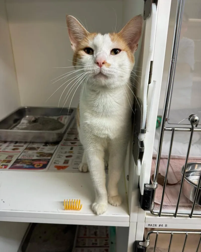 An adult medium-sized male Orange & White Domestic Short Hair cat named Carl Dean for adoption in Bloomfield, NJ