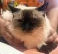A senior medium-sized female Chocolate Point Siamese cat named Karma for adoption in Phoenix, AZ