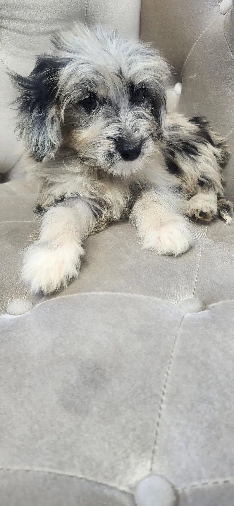 A baby small-sized male Aussiedoodle dog named Kirra for adoption in Torrance, CA