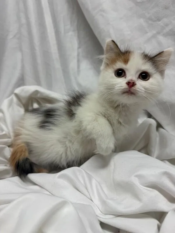 Muffin thumbnail 3