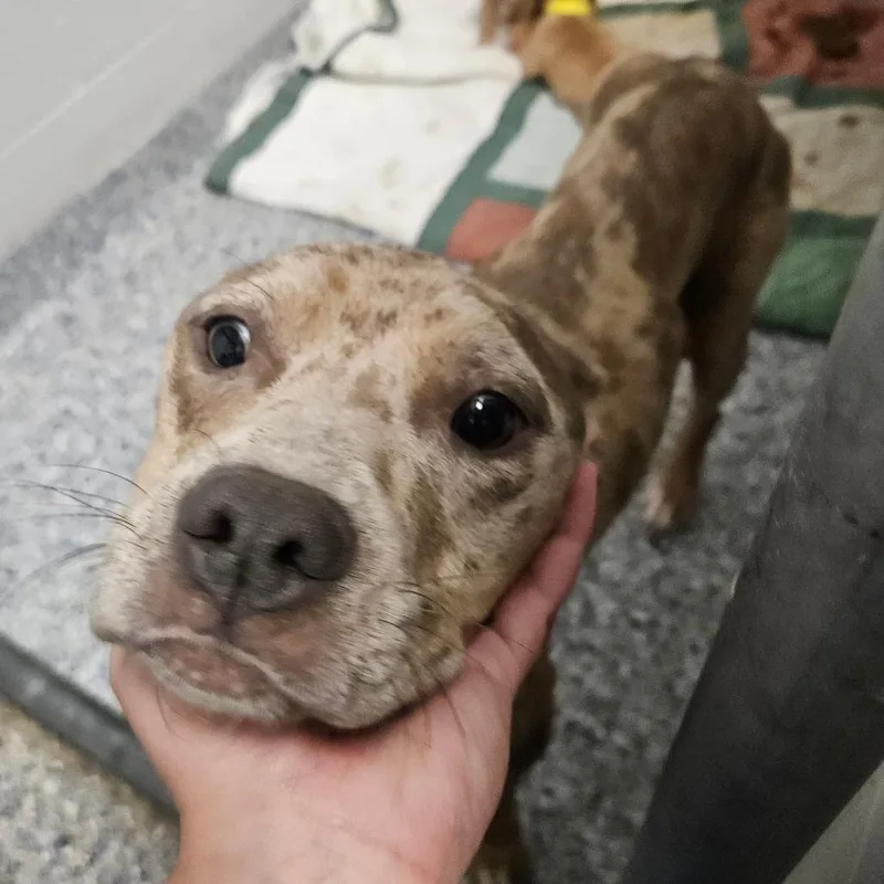An adult medium-sized female Mixed Breed dog named Gypsy for adoption in Greenville, SC