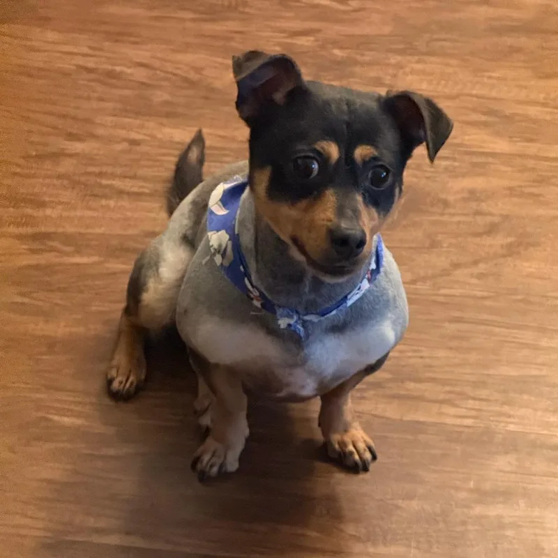 An adult small-sized male Dachshund dog named Kobe for adoption in Lakeland, FL