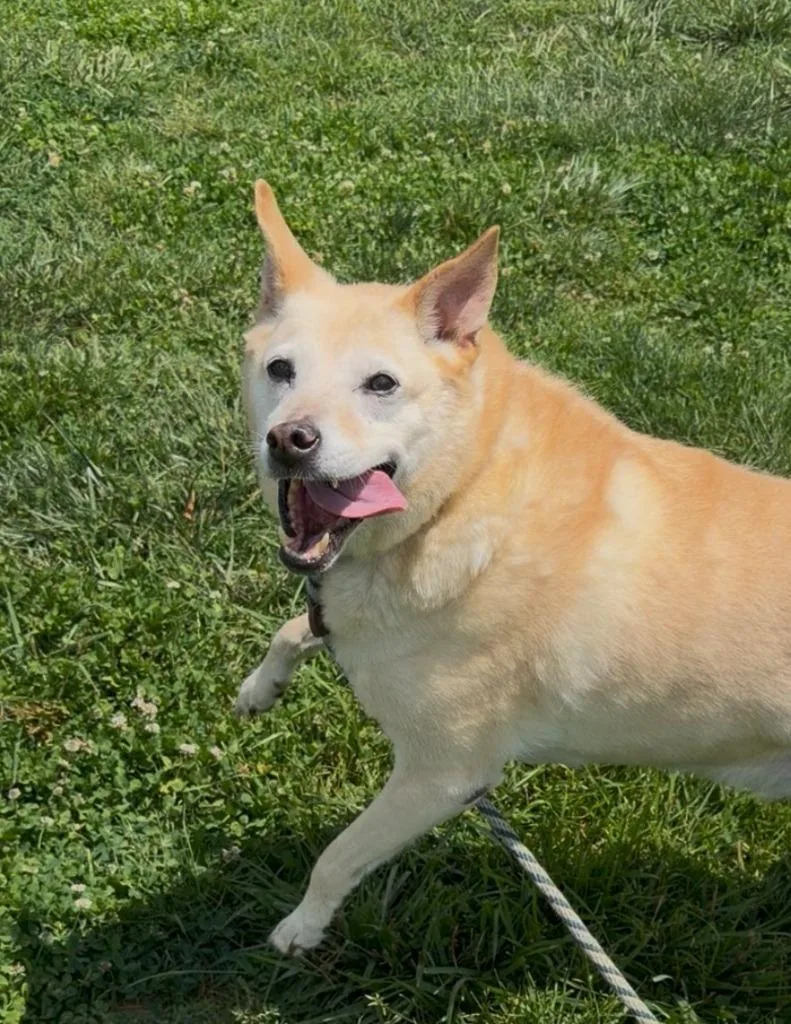 A senior medium-sized male Labrador Retriever dog named Duke for adoption in Culpeper, VA