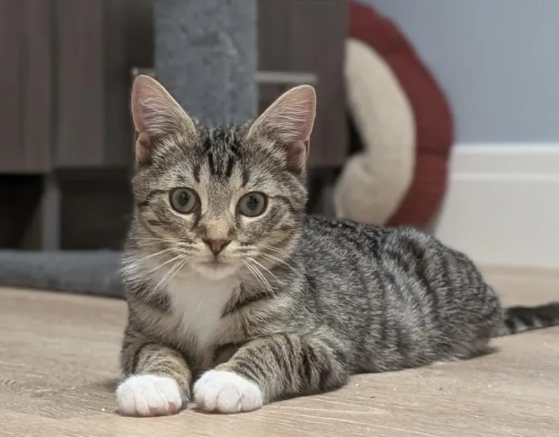 A baby medium-sized male Tabby (Brown / Chocolate) Domestic Short Hair cat named Mr. Kahlua for adoption in Long Beach, NY