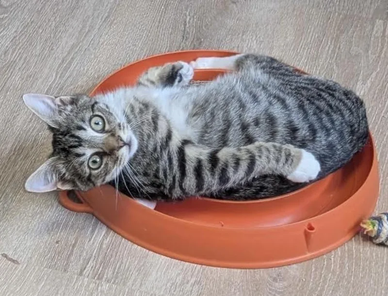 Mr. Kahlua thumbnail 2