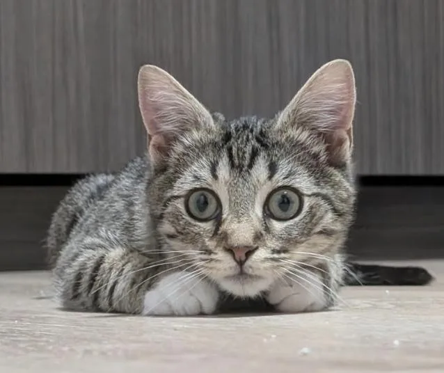 Mr. Kahlua thumbnail 3