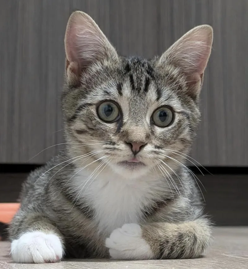 Mr. Kahlua thumbnail 4