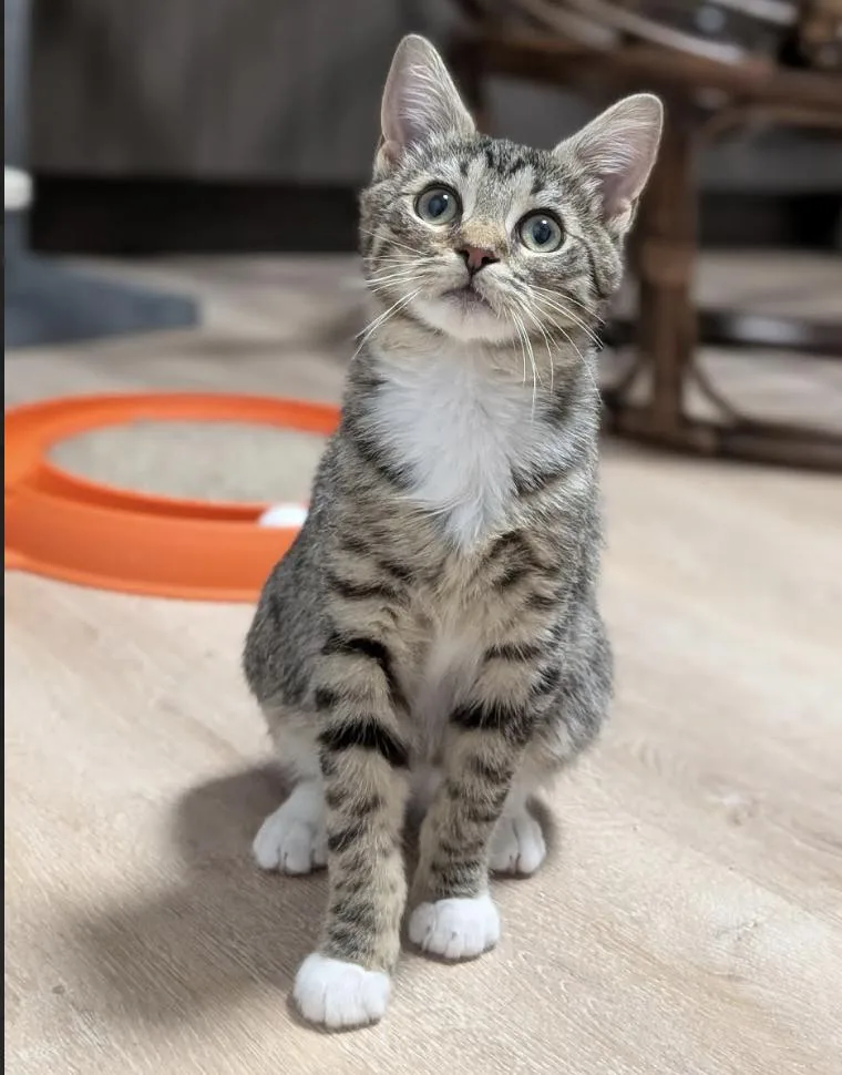 Mr. Kahlua thumbnail 5