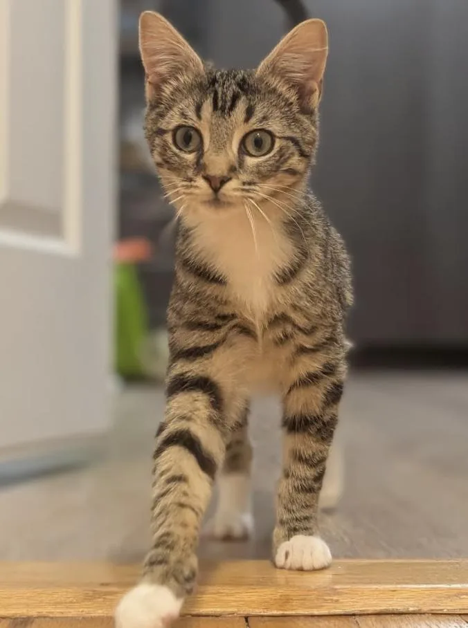 Mr. Kahlua thumbnail 6