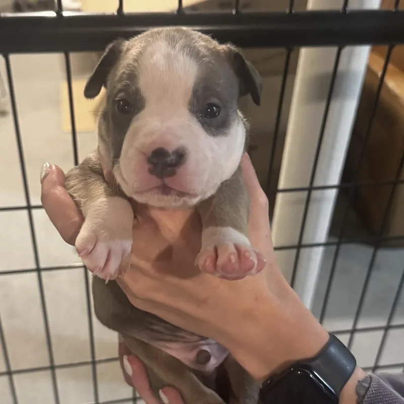 A baby medium-sized male Gray / Blue / Silver Pit Bull Terrier dog named Harvey for adoption in Griswold, CT