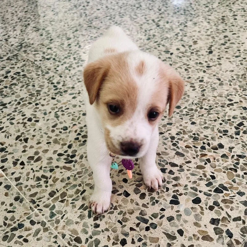 A baby medium-sized female Golden Retriever dog named MOLLY . lb for adoption in New York, NY