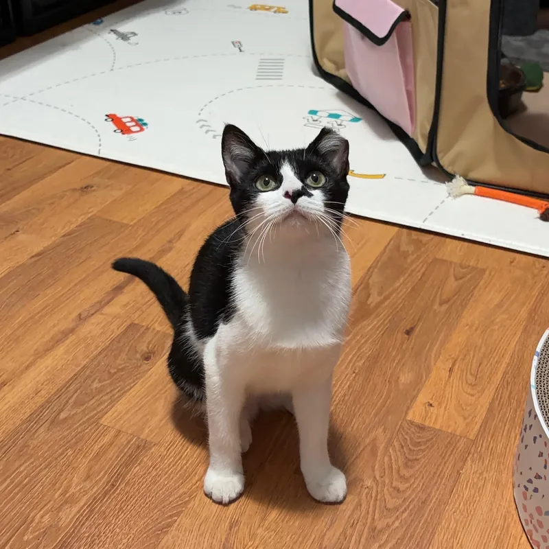 A baby medium-sized female Black & White / Tuxedo Domestic Short Hair cat named Olive for adoption in Fresh Meadows, NY