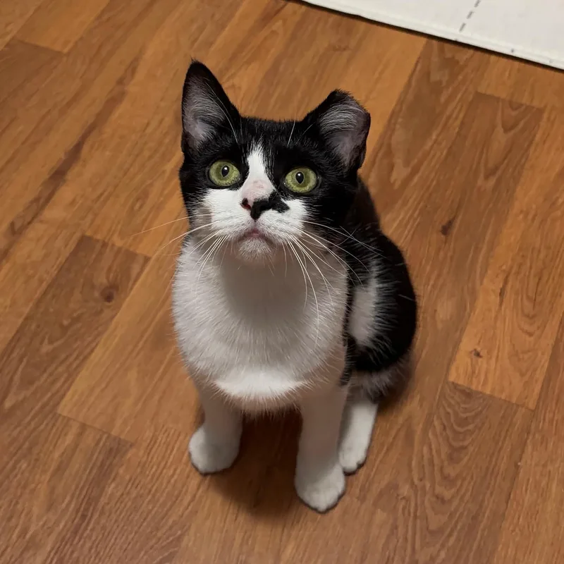Olive thumbnail 2