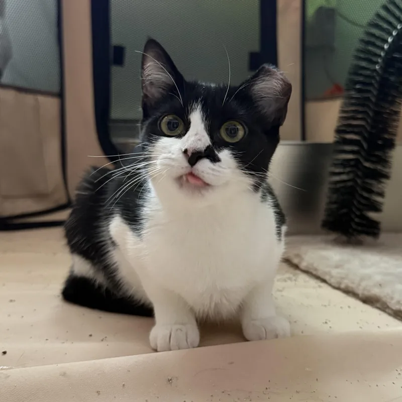 Olive thumbnail 3