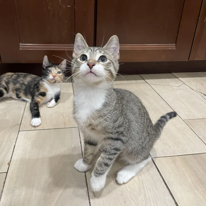 A baby small-sized male Tabby (Brown / Chocolate) Domestic Short Hair cat named Alfredo Sauce for adoption in Bayside, NY
