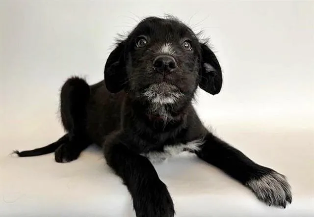 A baby small-sized female Terrier dog named Ember for adoption in Saint Louis, MO
