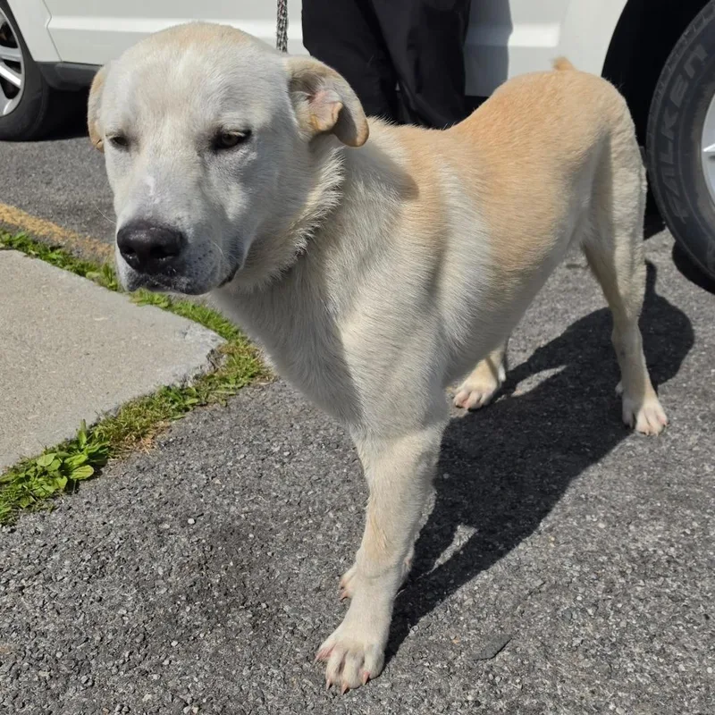 An adult medium-sized male Yellow / Tan / Blond / Fawn Yellow Labrador Retriever dog named Cajcstray for adoption in Jefferson city, TN