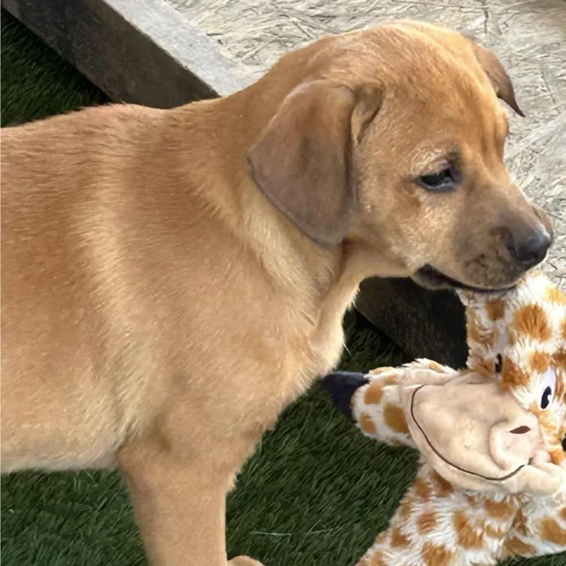 Shiloh thumbnail 6