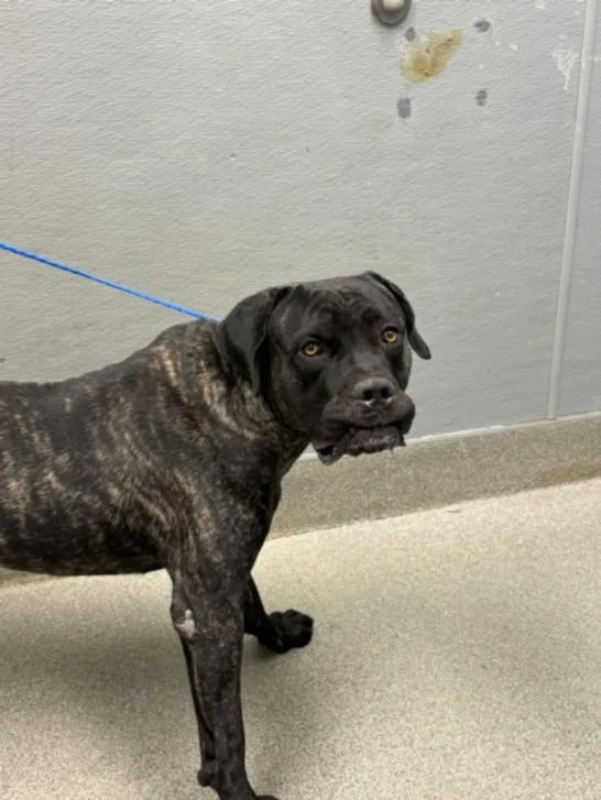 A young large-sized male Mastiff dog named Mr. Boofer for adoption in Las Vegas, NV