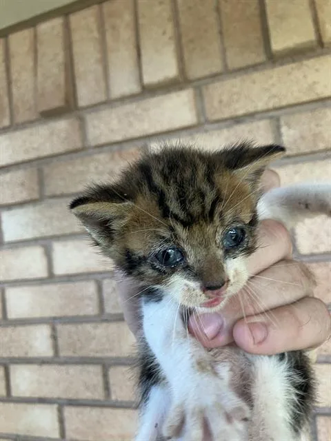 A baby medium-sized male Domestic Medium Hair cat named Alex for adoption in Dallas, TX