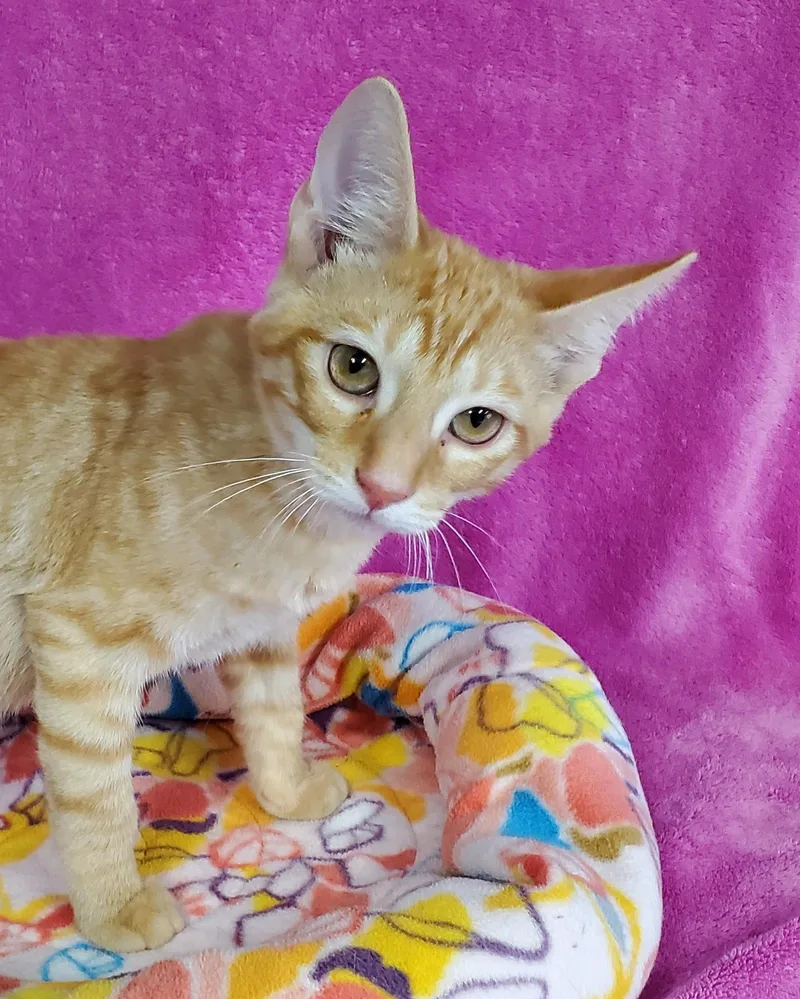 A young large-sized male Orange / Red Domestic Short Hair cat named Jughead for adoption in Greenville, IL