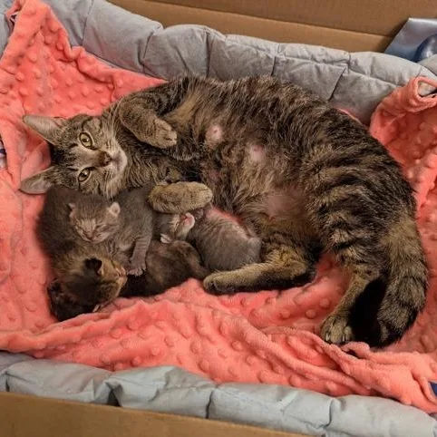 A young medium-sized female Tabby (Brown / Chocolate) Domestic Short Hair cat named Shorty for adoption in Hudsonville, MI