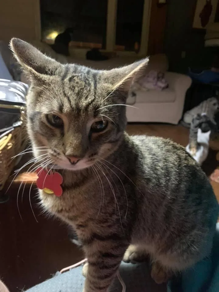 A young medium-sized male Gray / Blue / Silver Domestic Short Hair cat named Aaron for adoption in Danville, KY