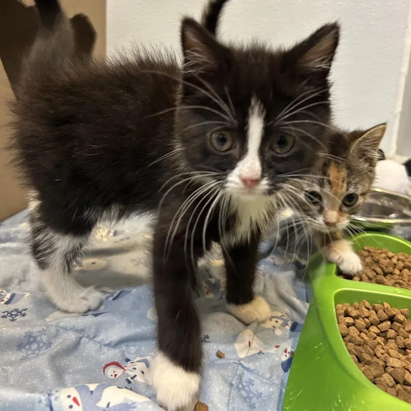 A baby small-sized female American Shorthair cat named Jackie for adoption in Danbury, CT