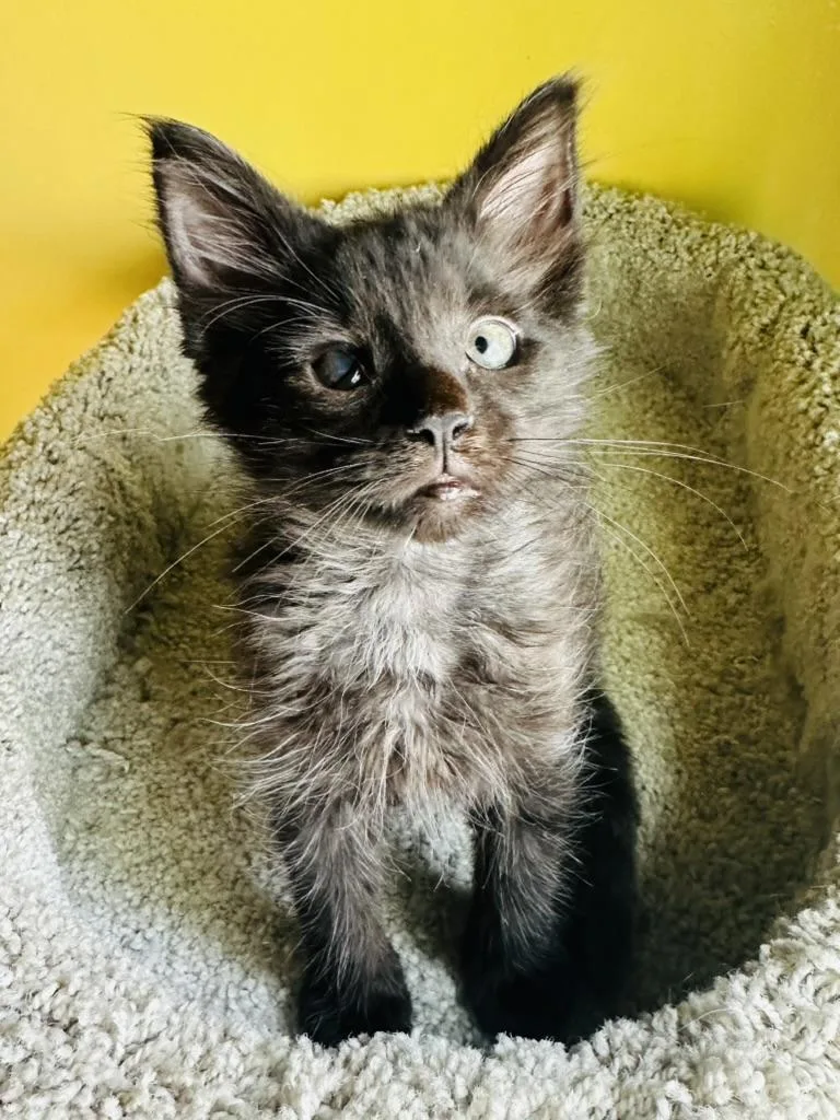 Gandalf the Grey and thumbnail 2