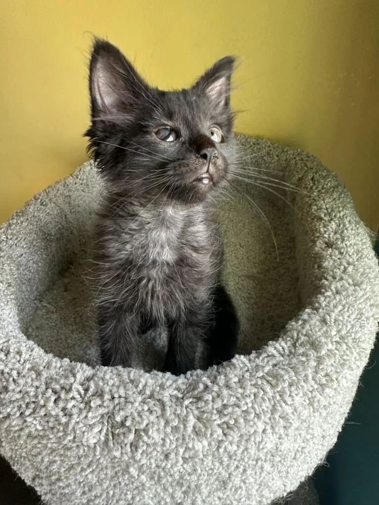 Gandalf the Grey and thumbnail 3