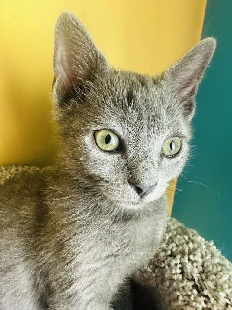 Gandalf the Grey and thumbnail 4