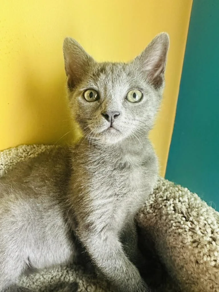 Gandalf the Grey and thumbnail 5